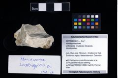 Foto (Objekt + Etikett) von Munidopsidae indet.  (NHMW-GEO-2017-0089-0024)